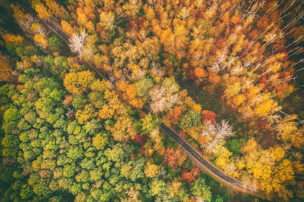 Floresta de outono de cima