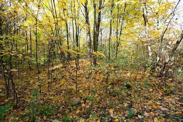 Floresta de outono de perto