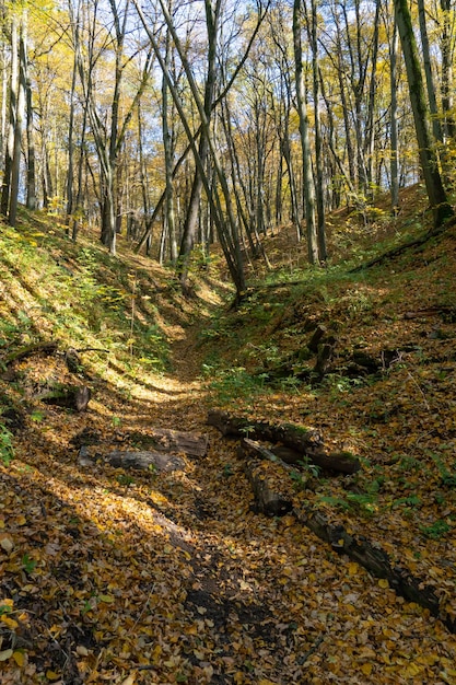 Floresta de outono e folhas coloridas estão no chão Grandes troncos de árvores estão espalhados ao longo da fenda da floresta profunda Sombras bizarras caem das árvores na floresta durante o pôr do sol