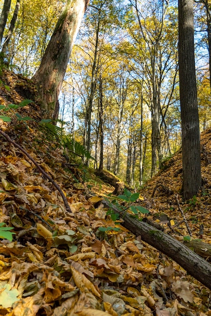 Floresta de outono e folhas coloridas estão no chão Grandes troncos de árvores estão espalhados ao longo da fenda da floresta profunda Sombras bizarras caem das árvores na floresta durante o pôr do sol