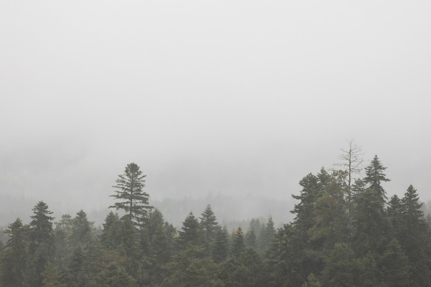 Floresta de outono e neblina na foto vertical das montanhas papel de parede da foto com espaço de vista para a montanha para texto