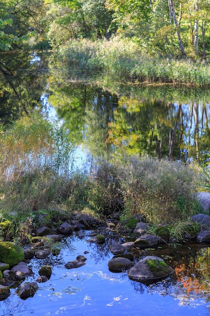 floresta de outono e rio pela manhã