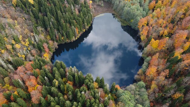 Floresta de outono e vista aérea do lago