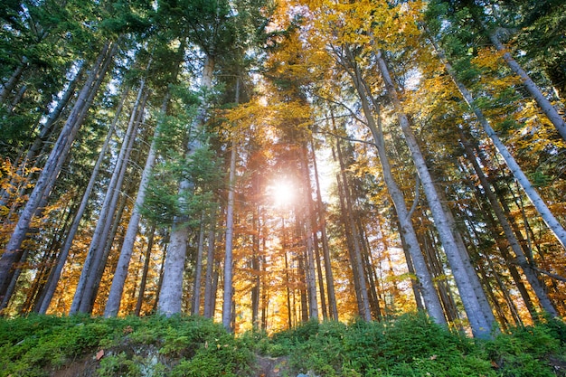 Floresta de outono em dia ensolarado