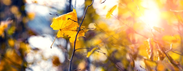 Floresta de outono em um dia ensolarado com uma folha de bordo amarela em um galho de árvore