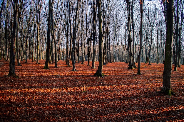 Floresta de outono em um dia ensolarado