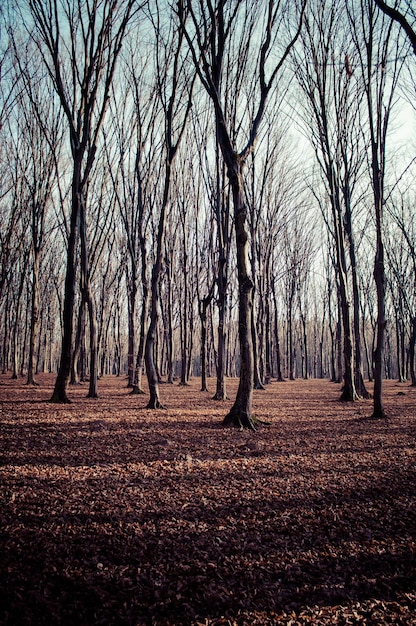 Floresta de outono em um dia ensolarado