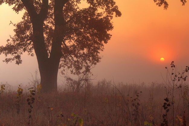 Floresta de outono enevoada nas montanhas bela paisagem mística