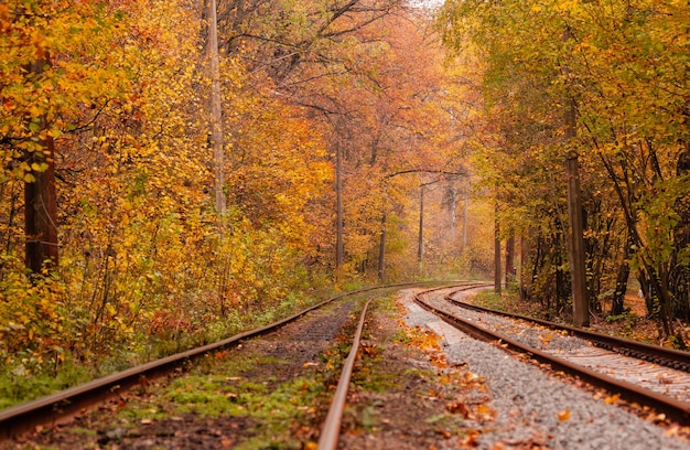 Floresta de outono entre a qual vai um bonde estranho