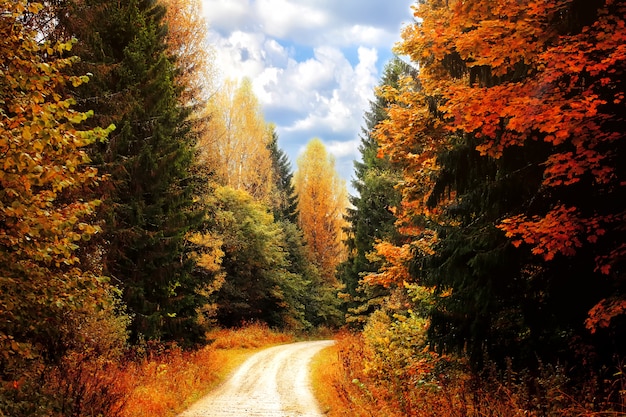 Floresta de outono. estrada, entre, a, outono, árvores