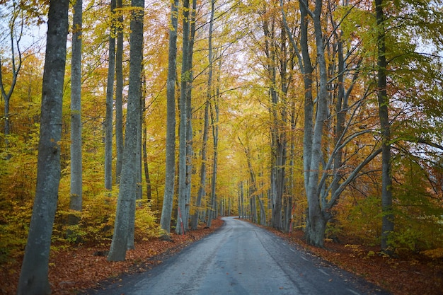 Floresta de outono Floresta com estrada rural ao pôr do sol Paisagem colorida com árvores estrada rural folhas de laranja e céu azul Viagem Fundo de outono Floresta mágica
