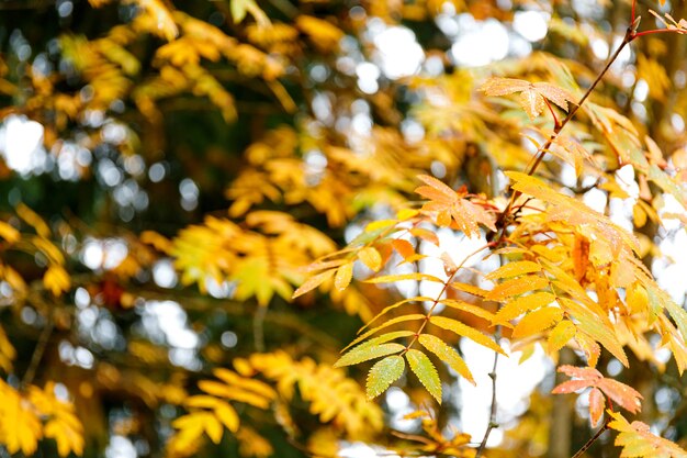 Floresta de outono fundo de cor vibrante árvore folhagem laranja vermelha em parque de outono