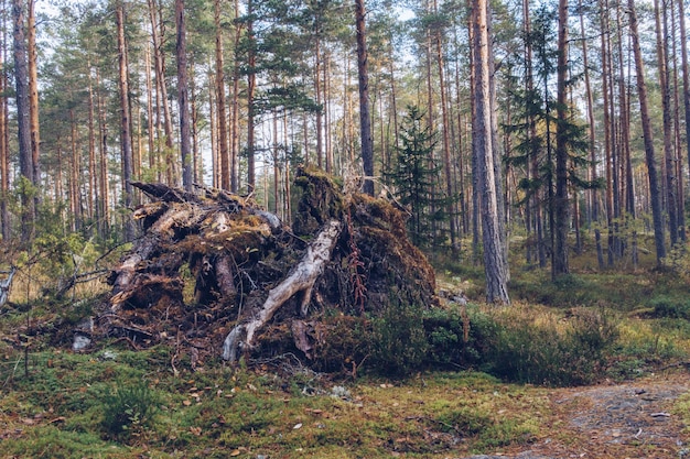 Floresta de outono Galhos e raízes de árvores caídas em taiga cobertas de musgo Rússia Carélia