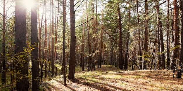 Floresta de outono iluminada pelo sol