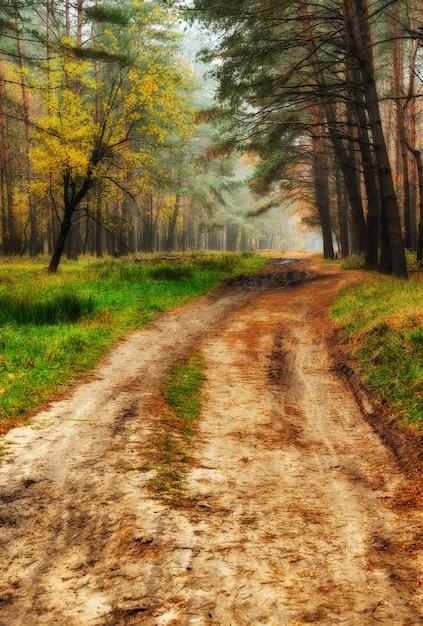 Floresta de outono na névoa