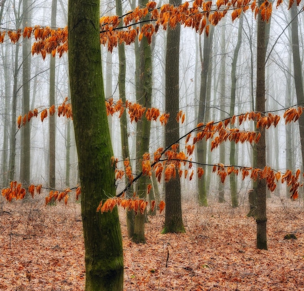 Floresta de outono na névoa