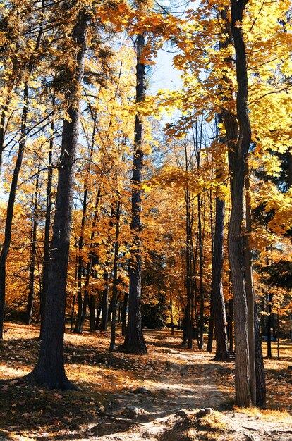 Floresta de outono nas montanhas em um dia ensolarado