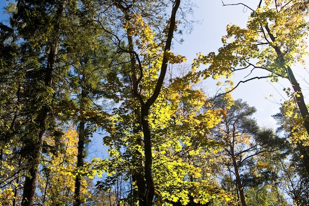 Floresta de outono nas montanhas em um dia ensolarado