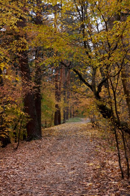 floresta de outono natureza da floresta de outono amarelo laranja e folhas marrons na madeira em um dia de outono