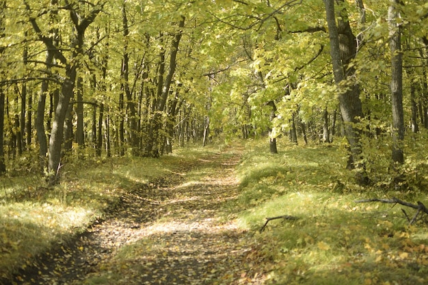 Floresta de outono no distrito de Sengileyevsky da região de Ulyanovsk vidoeiros com folhagem amarela e verde