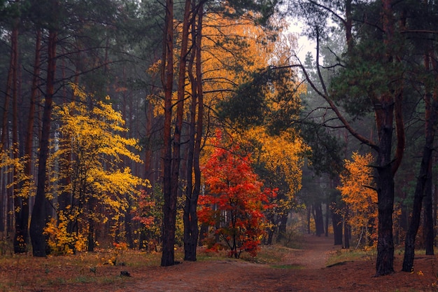 Floresta de outono. Paisagem. Cores do outono