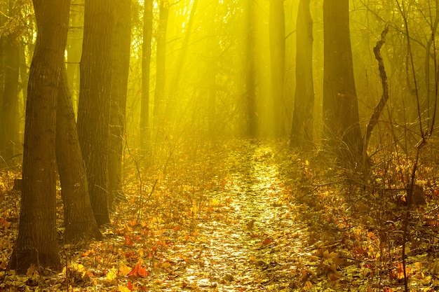 Floresta de outono pela manhã em um raio de sol em tons dourados quentes