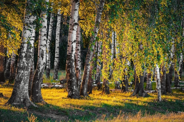 Floresta de outono sob os raios do sol