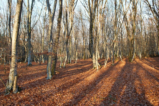 Floresta de outono.