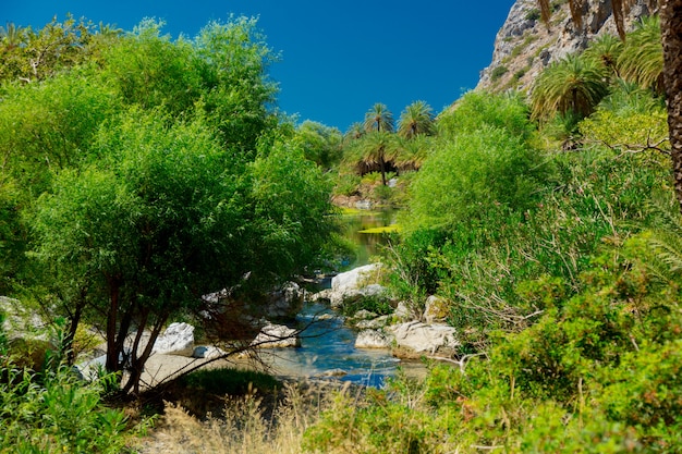 Floresta de palmeiras linda em Preveli