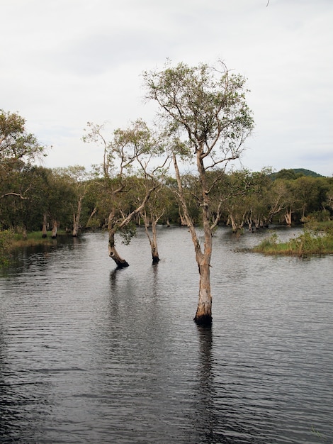 Foto floresta de pântano de água doce