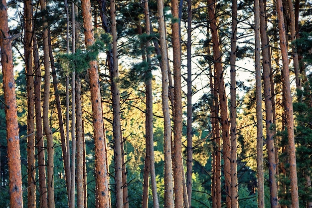 Floresta de pinheiros ao amanhecer Os raios matinais do sol iluminam os troncos das árvores