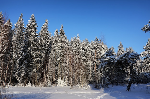 Floresta de pinheiros após uma forte tempestade de neve em um dia ensolarado de inverno