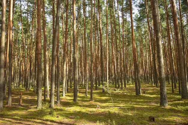 Floresta de pinheiros caminhada na floresta troncos de árvores floresta misteriosa