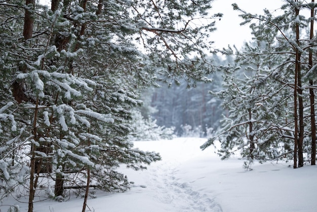 Foto floresta de pinheiros coberta de neve caminho através de árvores inverno nevado