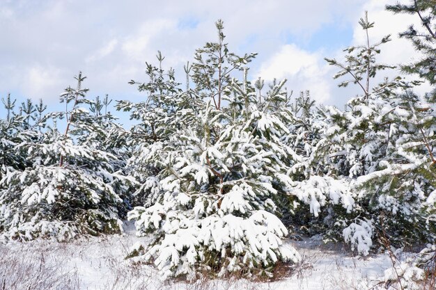 Floresta de pinheiros coberta de neve num dia ensolarado de inverno