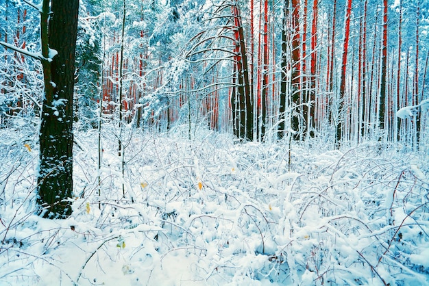 Floresta de pinheiros coberta de neve