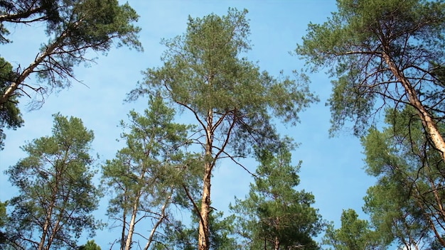 Floresta de pinheiros com fundo de céu azul