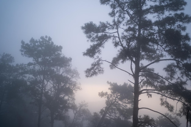 Floresta de pinheiros com névoa densa