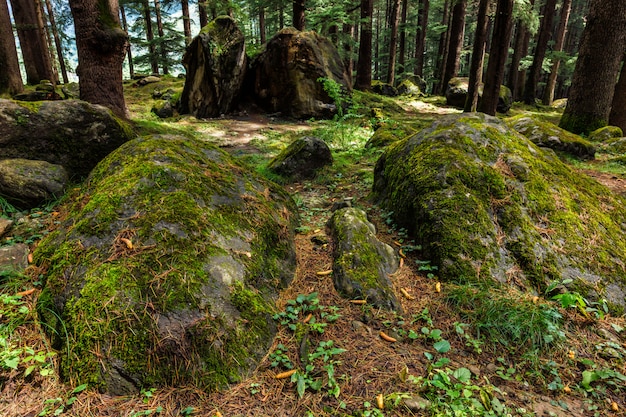 Floresta de pinheiros com pedras e musgo verde