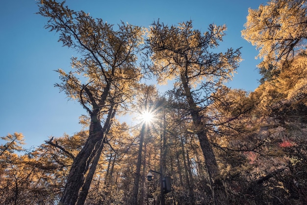 Floresta de pinheiros com sol no outono na reserva natural de Yading