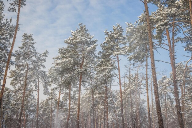 Foto floresta de pinheiros de inverno num dia frio e ensolarado a neve cai como uma névoa dos pinheiros