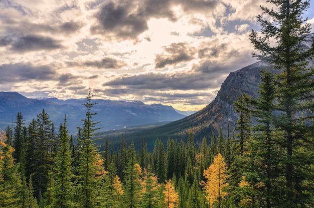 Floresta de pinheiros de outono com montanhas rochosas pela manhã no Parque Nacional de Banff, Canadá