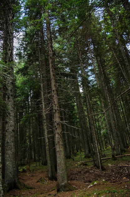 Floresta de pinheiros densos virgem bela natureza de Montenegro