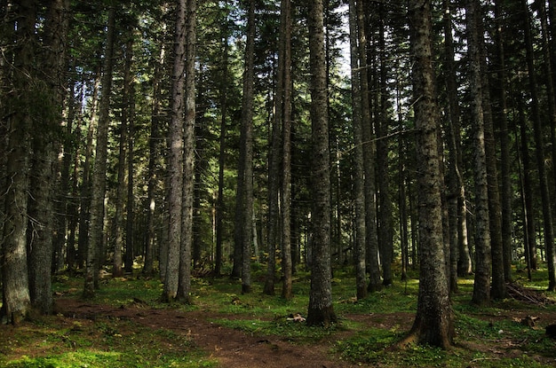 Floresta de pinheiros densos virgem bela natureza de Montenegro