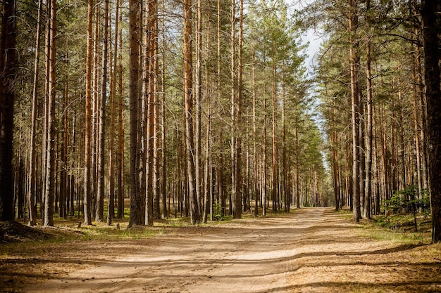 floresta de pinheiros, dia ensolarado de verão. melhor hora para caminhar. paisagem natural. caminho na floresta