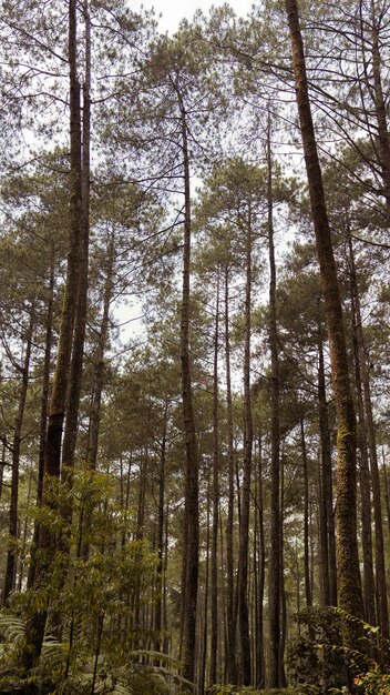 Foto floresta de pinheiros em cena quente