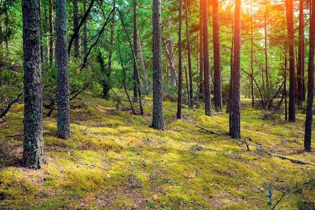 Floresta de pinheiros em dia ensolarado