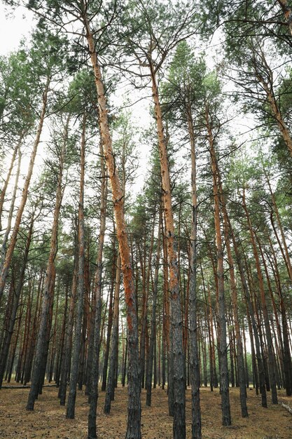 Floresta de pinheiros em um dia maravilhoso e brilhante