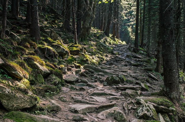 Floresta de pinheiros escandinavos do norte com caminho e pedras Suécia viagem natural ao ar livre