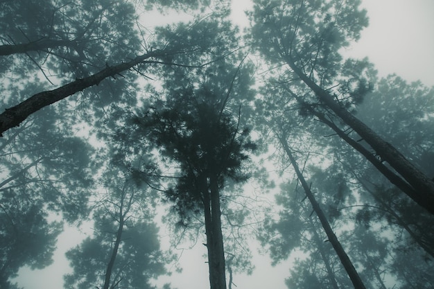 Floresta de pinheiros na estação chuvosa com denso fundo de neblina para histórias sobre naturexA